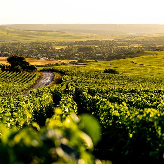 Vignoble de Chouilly avec points de vue sur la Côte des Blancs