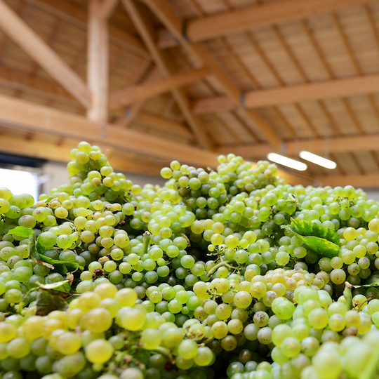 Le raisin, l'élément essentiel pour la création du champagne