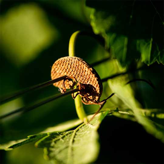 Organic viticulture