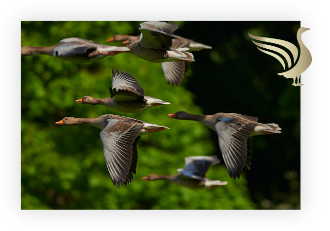 the geese of the vazart-coquart house